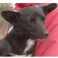 Milagros 'Mila', Pinscher-Mischling - Hündin