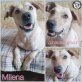 Milena, Viszla-Mix - Hündin