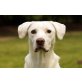 Miles, Labrador-Mischling - Rüde
