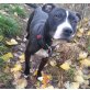 Miles, Staffordshire-Bullterrier - Rüde