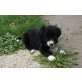 Miley, Border-Collie - Hündin