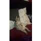 Miley, Britisch Kurzhaarkatze - Katze