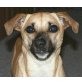 Miley - eine aufgeweckte kleine Hundedame! - Hündin
