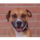 Milian, Boxer Mix - Rüde