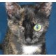 Milica, Schildpattkatze - Katze