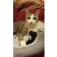Milina, Die schmusige Milina sucht ihren Menschen - Katze