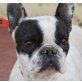 Milka, Französische Bulldogge - Hündin
