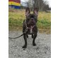 Milka, Französische Bulldogge - Hündin