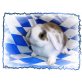 Milka, Mini Lop - weiblich