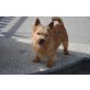 Milka, Norwich-Terrier - Hündin