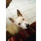 Milka, Westhighland-Terrier-Mischling - Hündin