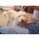 Milky, Bearded-Collie-Mix - Rüde