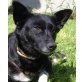 Milla, Dackel-Corgi-Mischlingshündin - Hündin