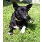 Milla, Dackel-Corgimix-Hündin - Hündin