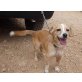 Milla, Mallorca-mix - Hündin