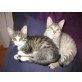 Milli, Ana, Candy, Europäische Kurzhaarkatze - Katze