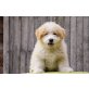 Milli, Bichon-Terrier-Mischling Welpen - Hündin