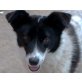 Milli, Border Collie - Hündin