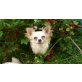 Milli, Chihuahua langhaariger Schlag - Hündin