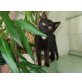 Milli & Mo, 2 wunderschöne Frühjahrskätzchen - Katze