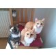 Milli, Momo und Muckl suchen ihr zuhause, Europäische Kurzhaarkatze - Katze