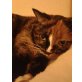 Millie, Hauskatze - Katze