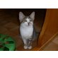 Millie - sehr hübsches kleines Katzenmädchen - Katze