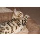 Millo, Bengalkatze - Katze