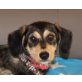 Milly, Griffon Mix Welpen - Hündin