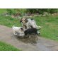 Milly,Little,Brownie,Bobby,Lila, Slovakischer Strassenmix Welpen - Hündin