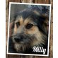 Milly, Milly - eine Hündin mit menschlichen Blick - Hündin