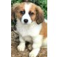 Milly, Mischling Welpen - Hündin