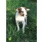 Milly, Mischling Welpen - Hündin