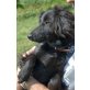 Milly  Welpe Cocker Spaniel und Dackel , Milly  Welpe Cocker Spaniel und Dackel  - Hündin