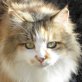 Milly, verschmuste - Katze