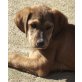 Milo, Labrador/ Retriever-Mix Welpen - Rüde
