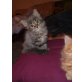 Milo, Maine Coon - Kater