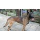 Milo, Malinois - Rüde
