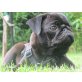 Milo, Mops - Rüde