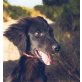 Milo Und Toby, Setter-Mischling Welpen - Rüde