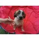 Milo, kleiner Hundemann sucht seine Familie - Rüde