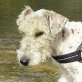 Milo lebhaft und lieb sucht tollen Korb, Fox Terrier - Rüde