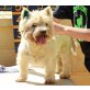 Milou, West Highland White Terrier - Rüde