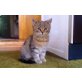 Milou, Zuckersüßes Katzenmädchen - Katze