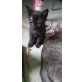 Milou, sucht ein Körbchen - Katze