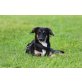 Milow, Bracken - Labrador Mischlingsrüde - Rüde