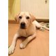 Milow, Labrador Retriever - Rüde