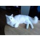 Milow, Main Coon, Norweger - Kater
