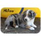 Milow und Bizkit, Miniatur Australien Shepherd Welpen - Rüde