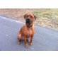 Milu, Rhodesian Ridgeback & Bordeaux Dogge - Rüde
